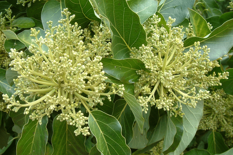 avocado flowers