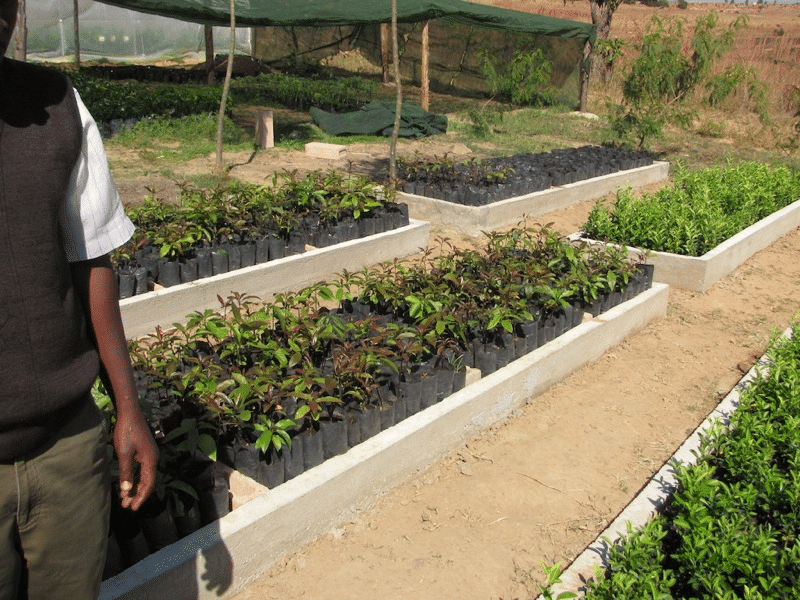commercial facility for the production of avocados