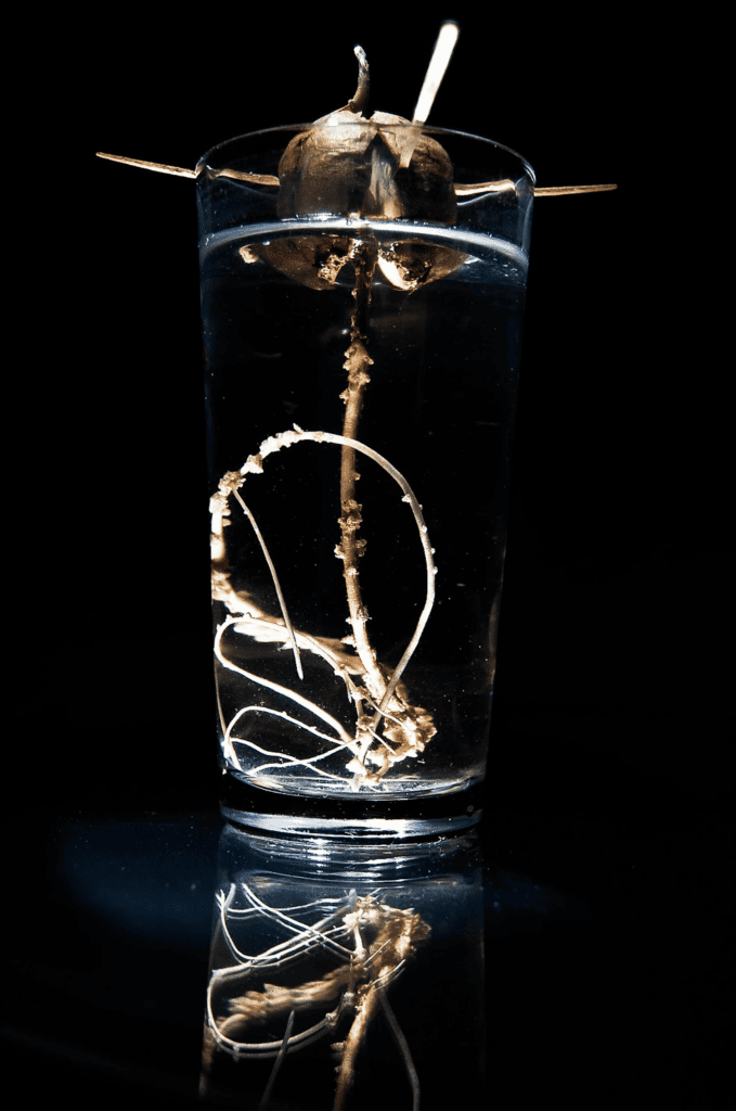cup and toothpick method for germinating an avocado