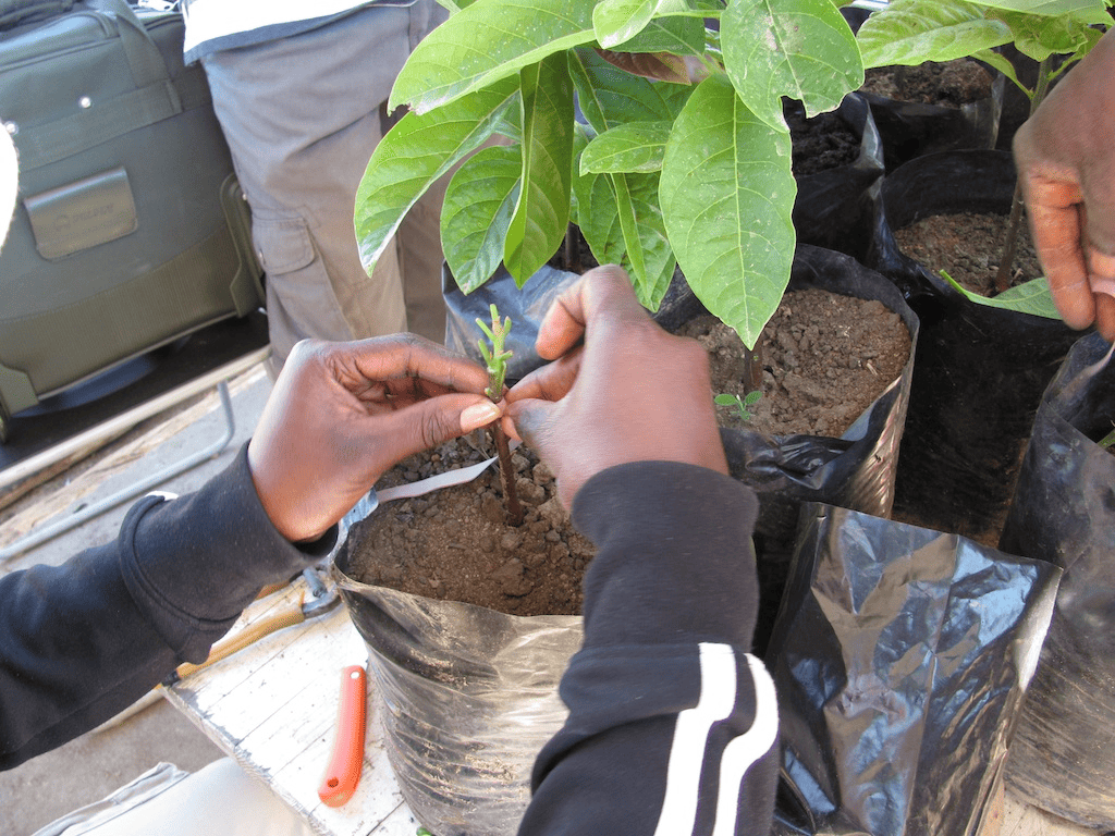 cleft grafting on avocado seedling