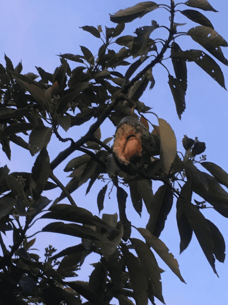 damaged avocado fruit