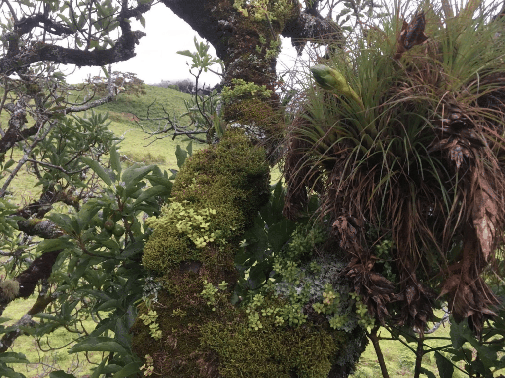 avocado stem with epiphytes