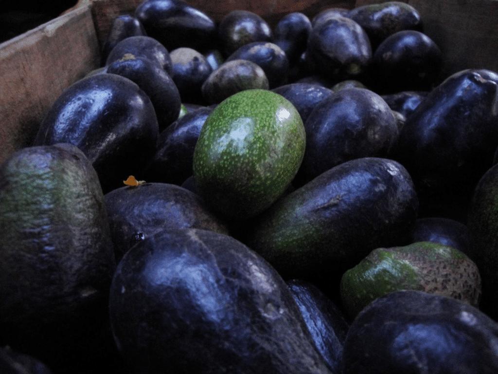 mexican avocado called aguacate criollo