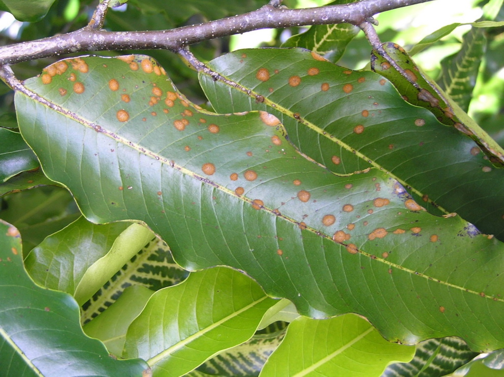 avocado leaf spots