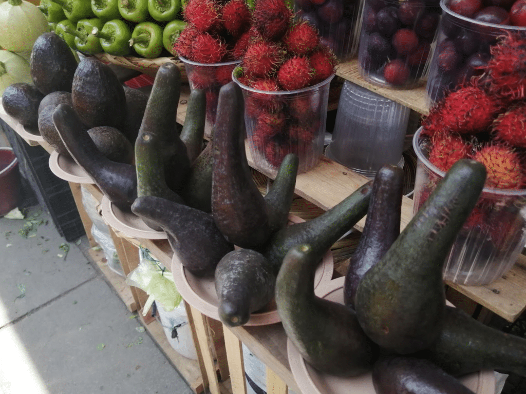 mexican avocado called criollo