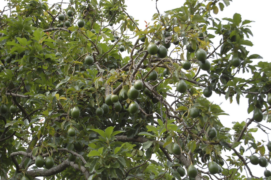 avocado tree with fruit