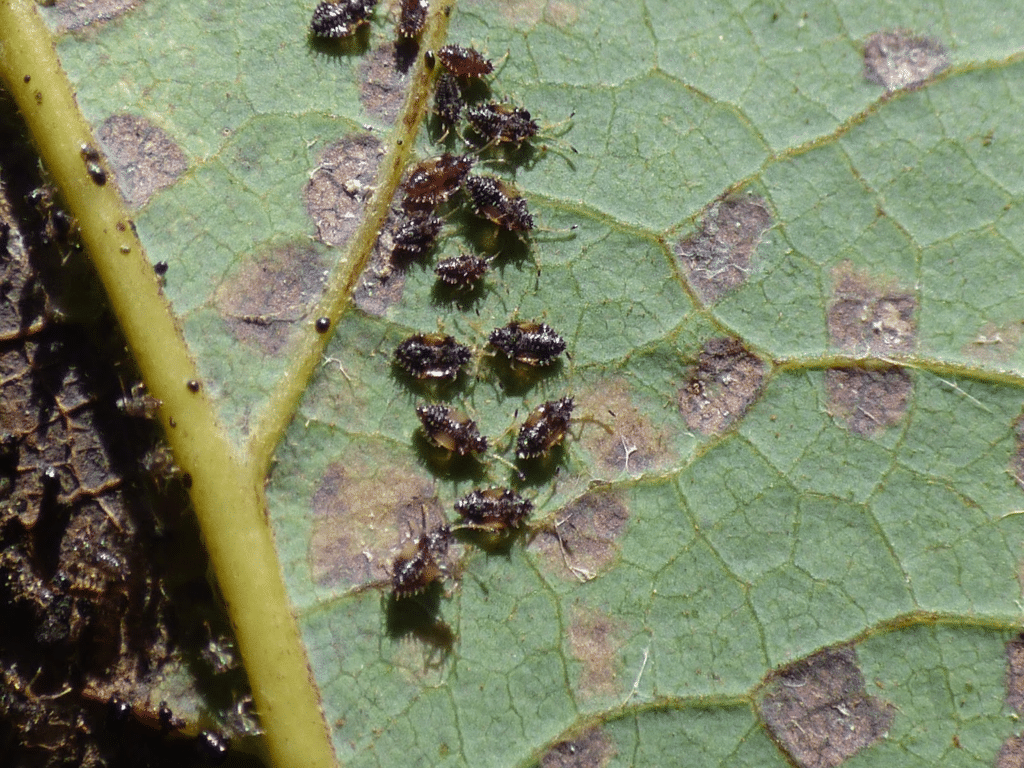 avocado leaf with immature lace bugs