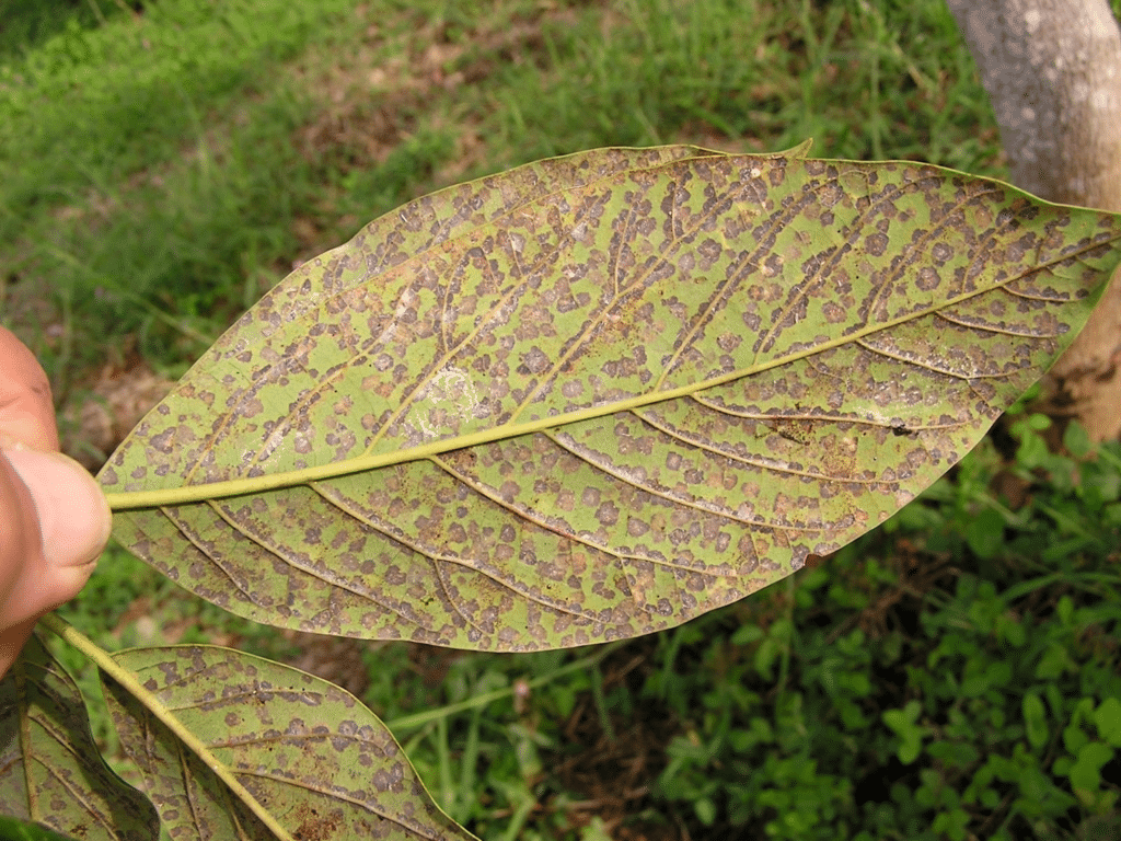 back view of avocado leaf with mite damage