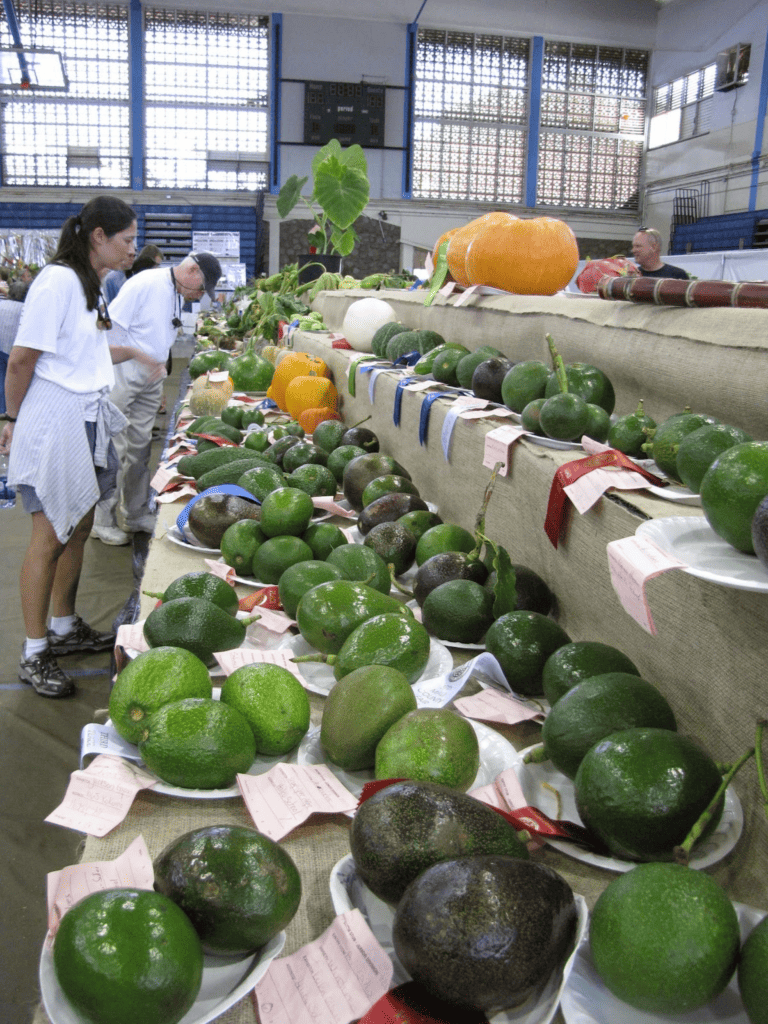 different avocado cultivars