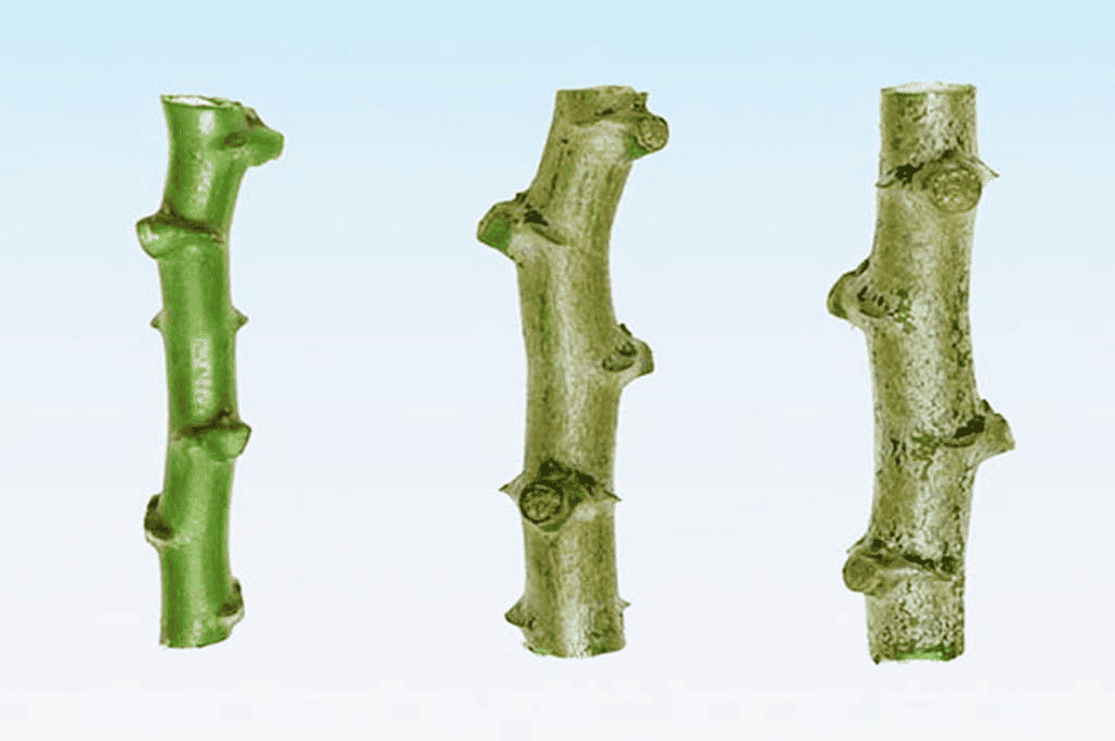 semi-mature and immature mini cassava cuttings