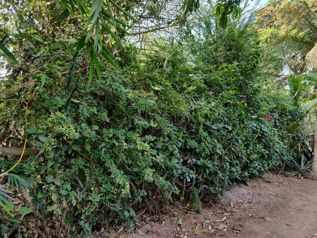 ideal living fence