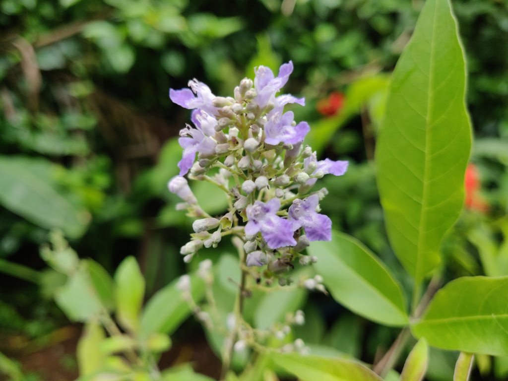 vitex negundo