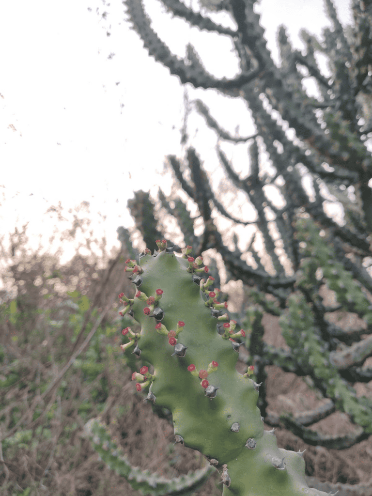 cactus