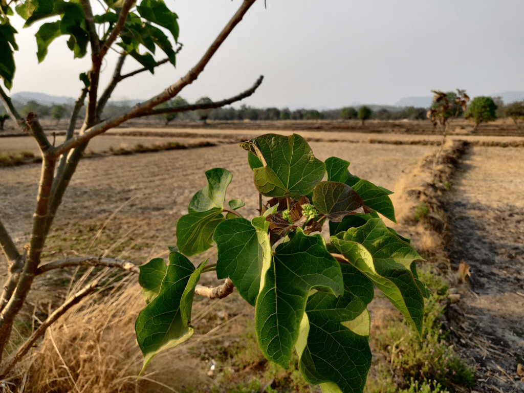 jatropha curcas