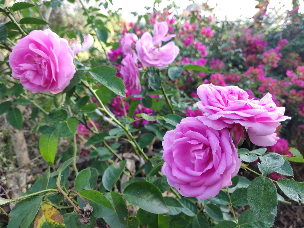 pink damask roses