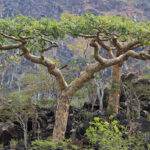 boswellia frankincense tree socotra island