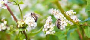 bees working of common buckwheat. collecting nectar for honey fr