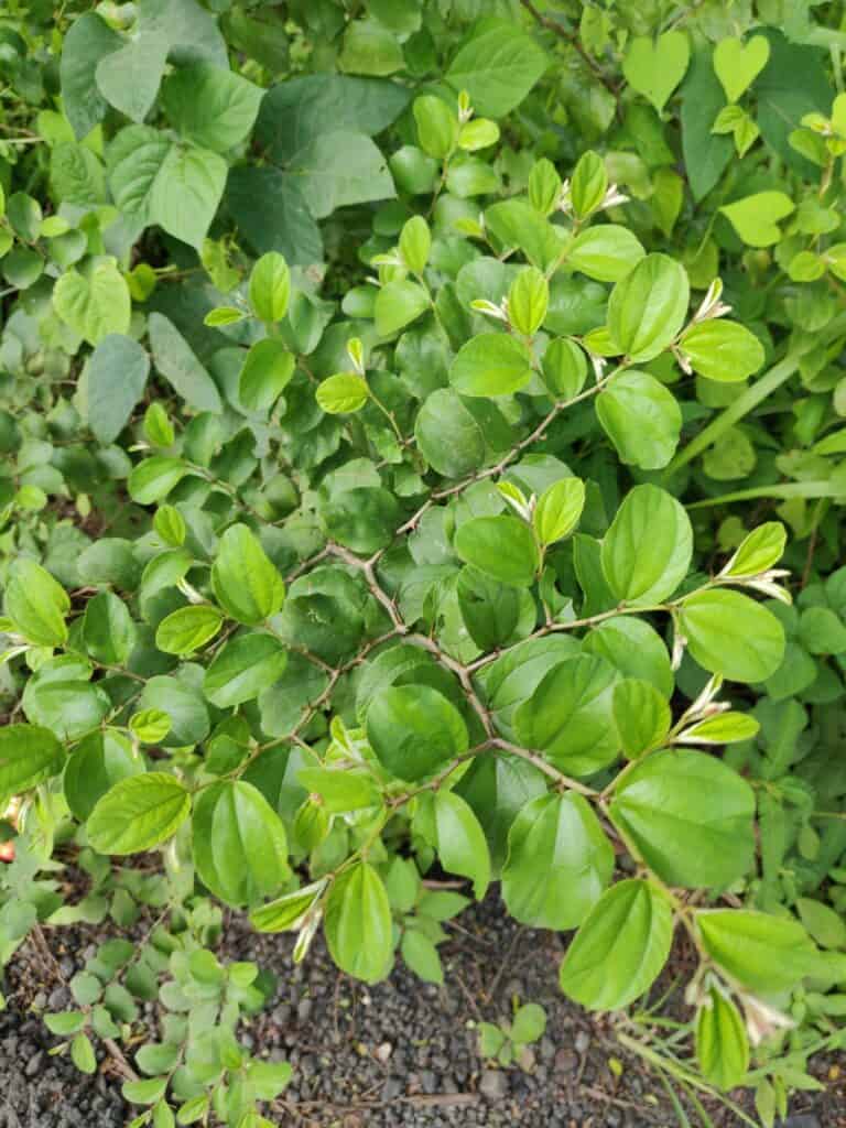 jujube leaves