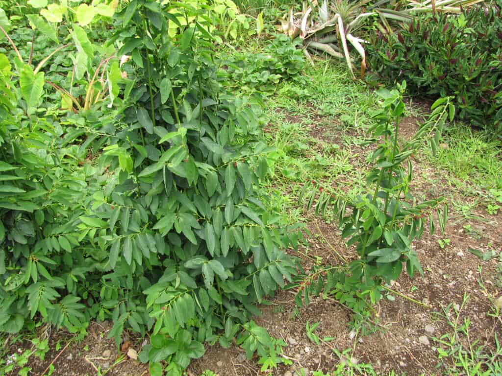 katuk plant (1)
