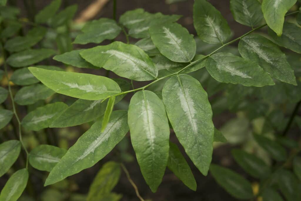 katuk plant (3)