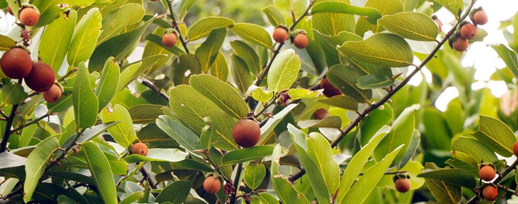 diospyros peregrina (ebenaceae) common names are gaub persimon,