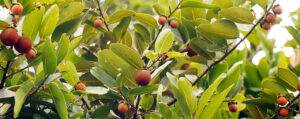 diospyros peregrina (ebenaceae) common names are gaub persimon,