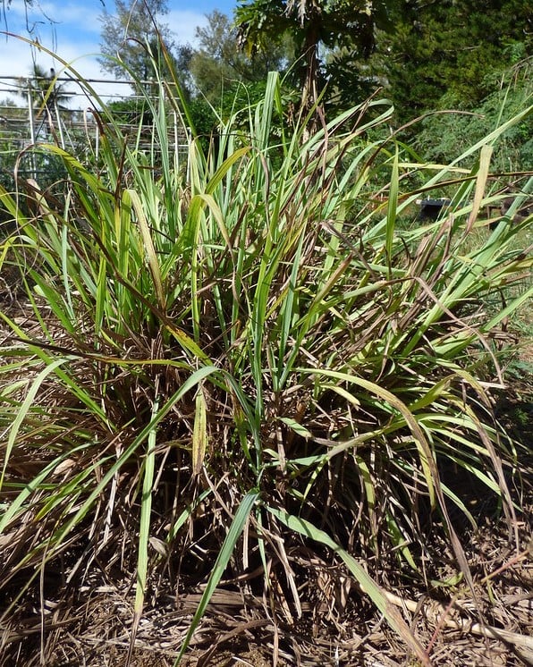 large lemon grass