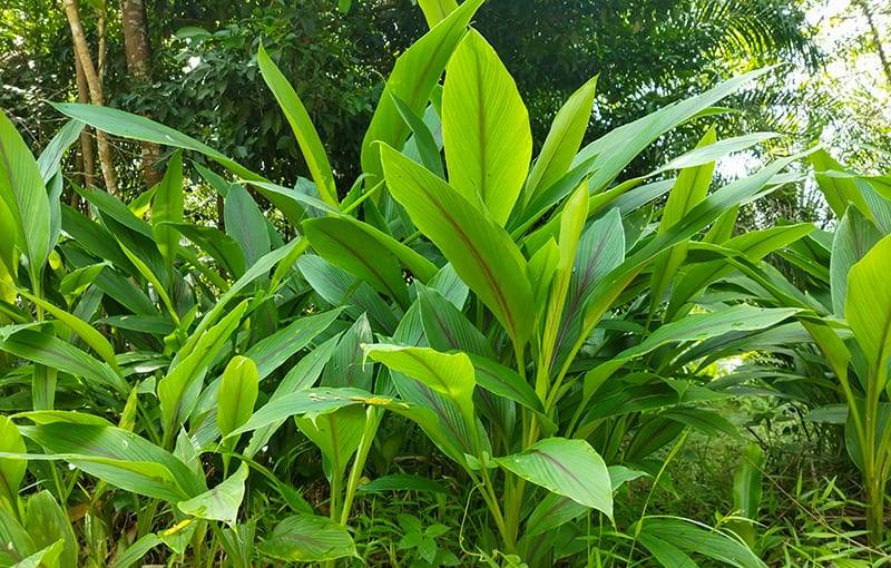 turmeric plant grows wild in the forest