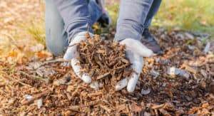 lasagna gardening