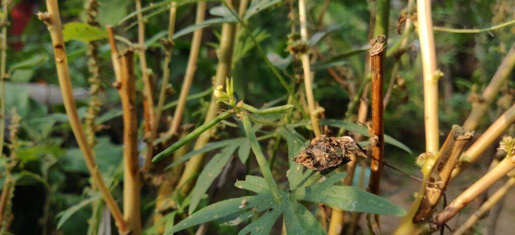 trifoliolate leaves of moth beans