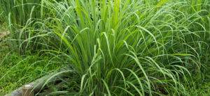 lemon grass