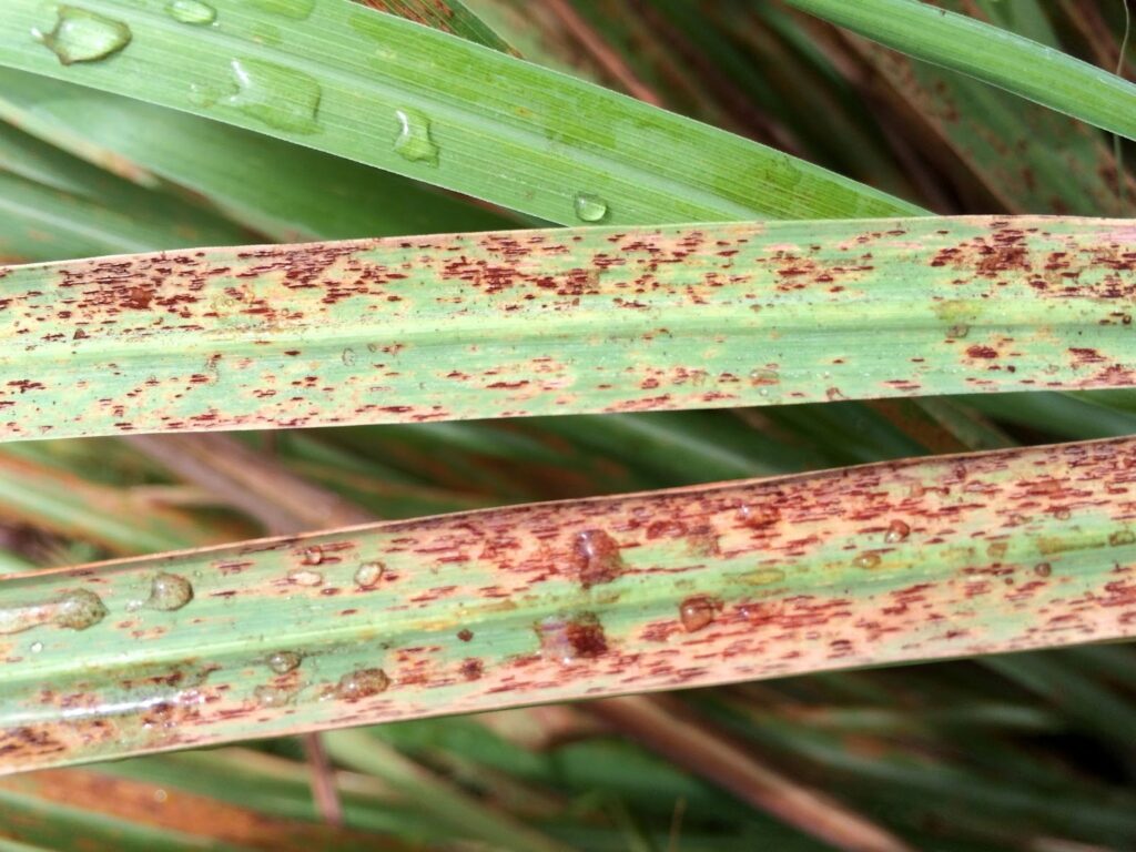 lemon grass rust