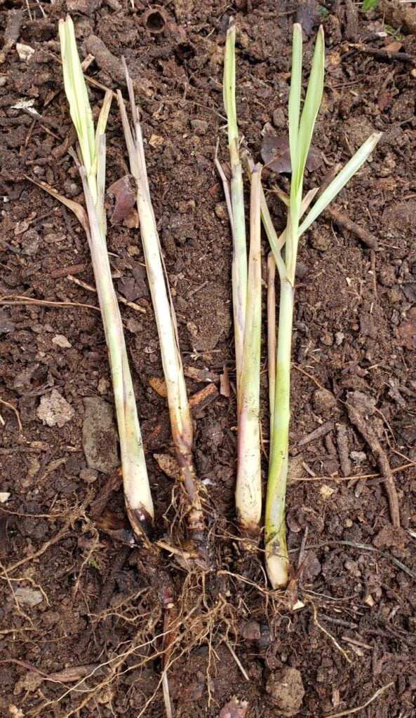 lemon grass starts