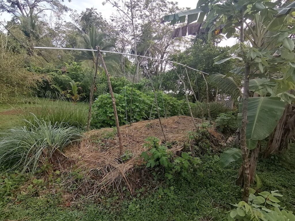 lemongrass mulch