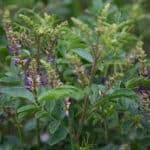 beautiful wild flowers licorice root