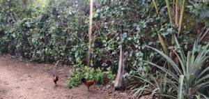 living fence