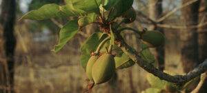fruit. madhuca longifolia var latifolia. mahua tree. family: sapotaceae. the inner part of the fruit is cooked and eaten. the seeds yield an edible oil.