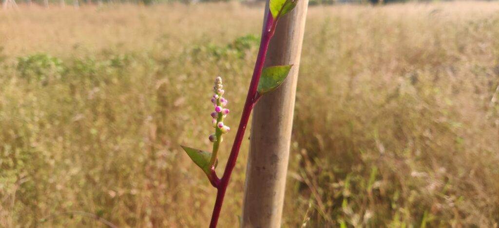 smaller leaves and flowering of malabar spinach
