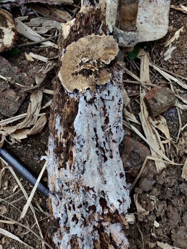 mature tree