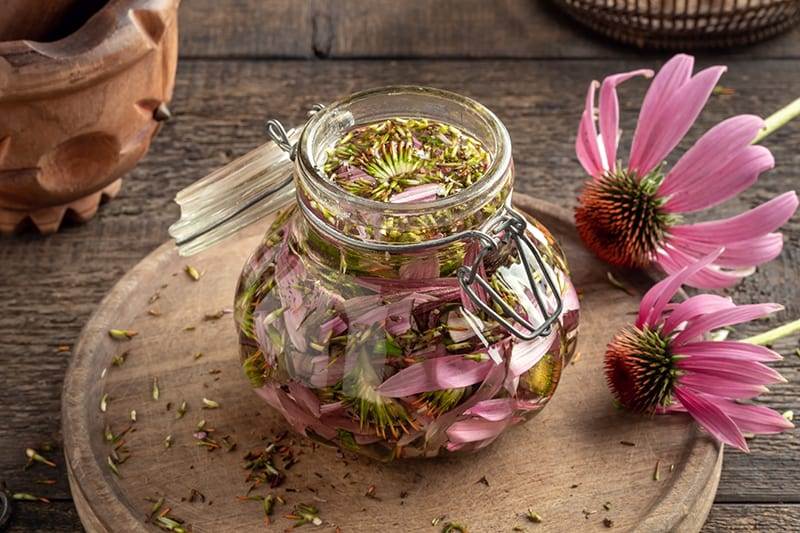 preparation of herbal tincture from echinacea flowers