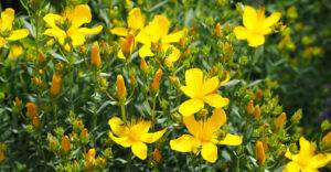 st johns wort flowers in meadow