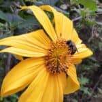 mexican sunflower