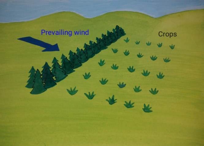microclimates (9)