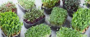 differend types of microgreens