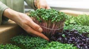 organic raw food woman take a microgreens container out of car