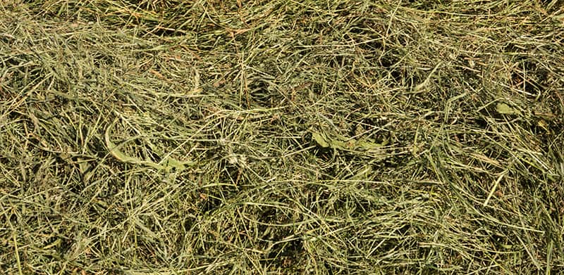 background of hay, just mawn drying grass