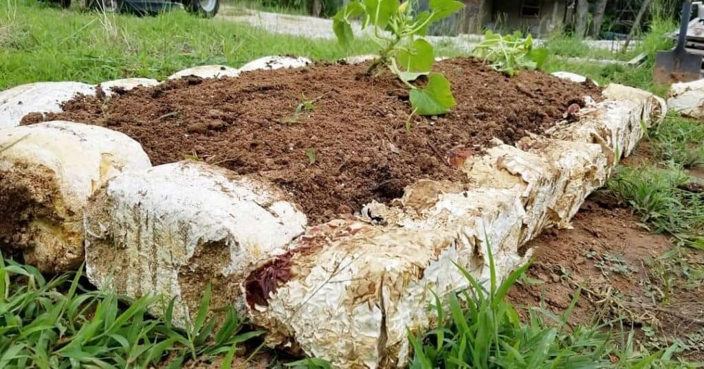 mushroom cultivation (11)