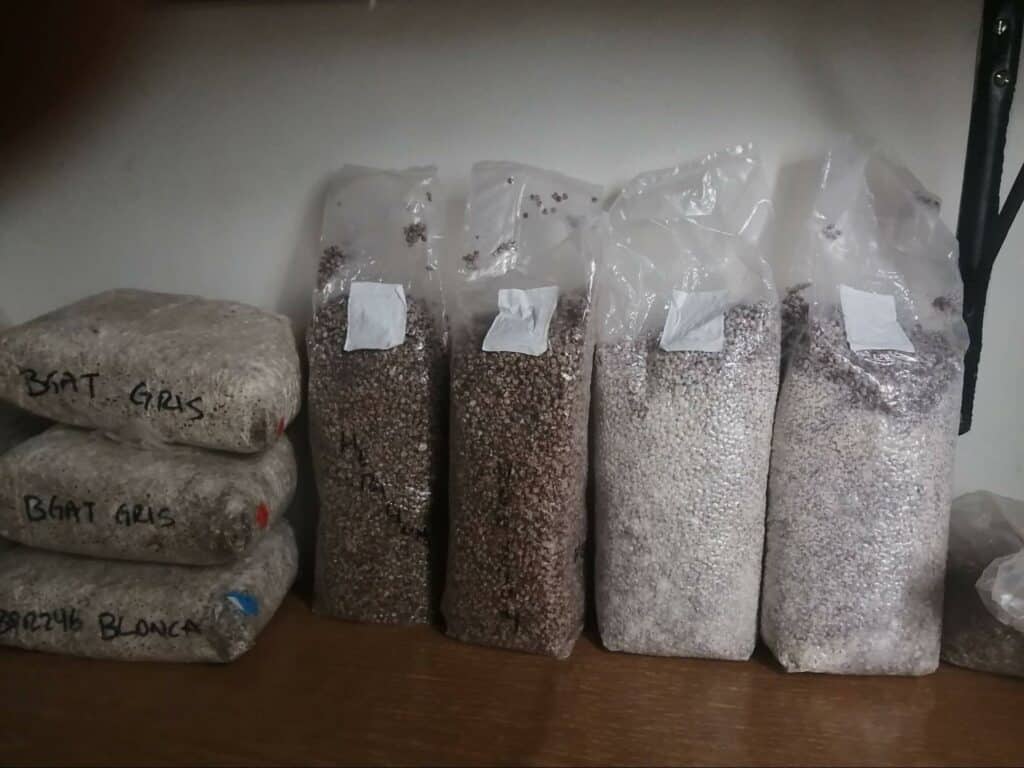 mushroom cultivation (13)