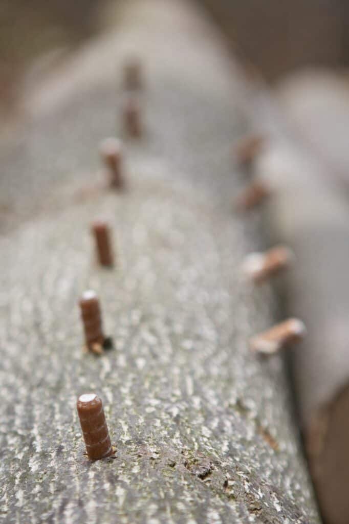 mushroom cultivation (17)