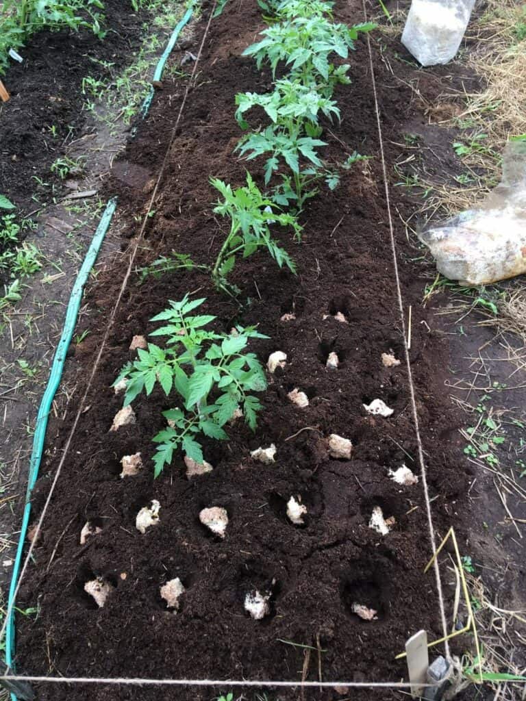 mushroom cultivation (18)